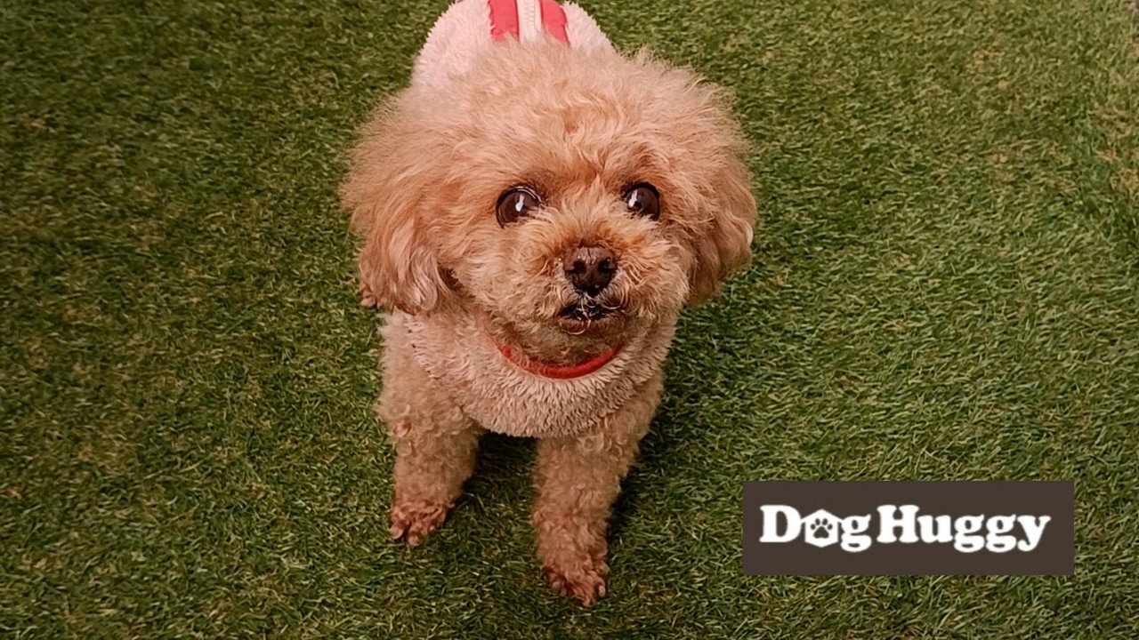 トイプードルのリムちゃん【DogHuggy お預かり動画‎´•ﻌ•`🐾】