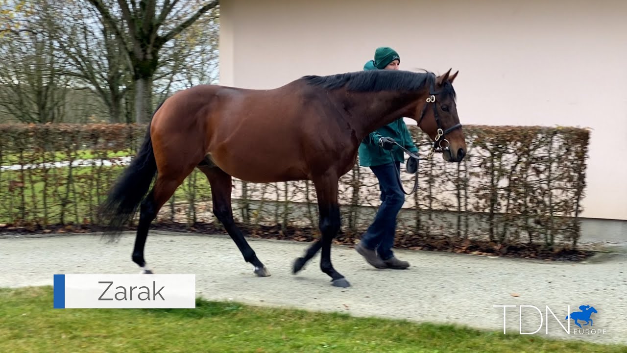 A Flying Start At Stud For Zarak
