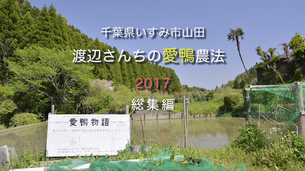 2017　千葉県いすみ市山田　渡辺さんちの合鴨農法　総集編
