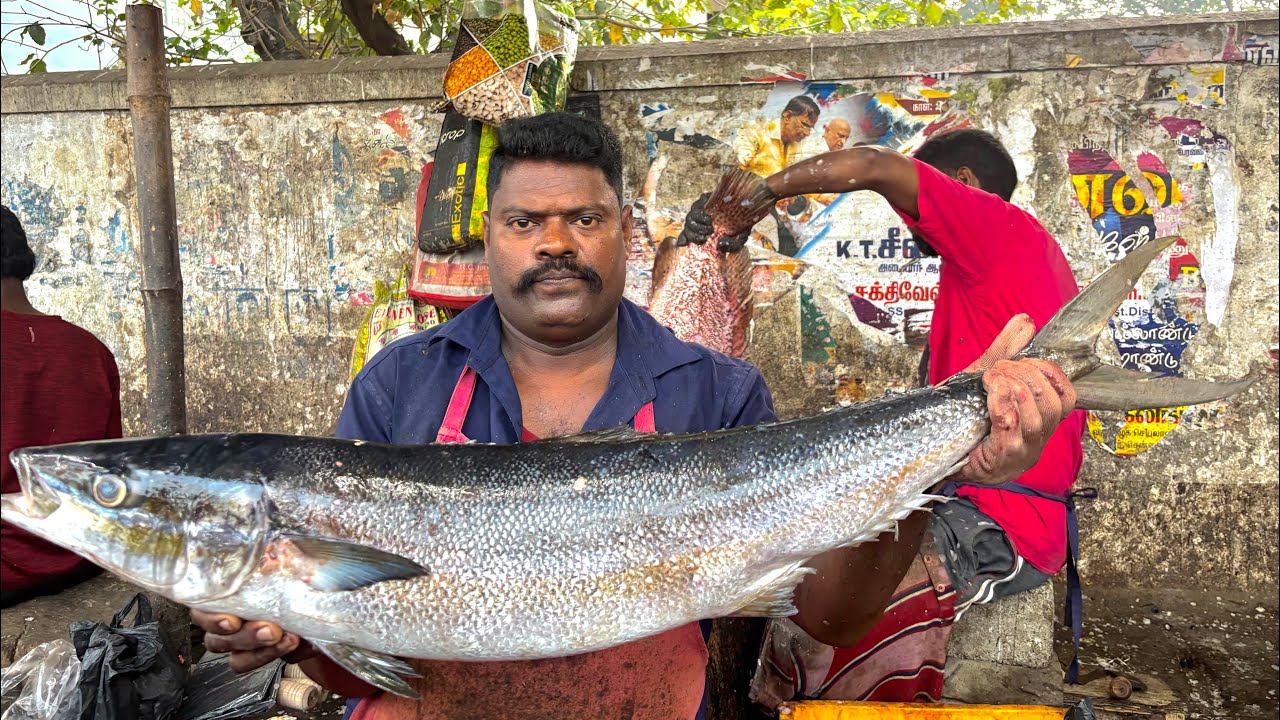 KASIMEDU SPEED SELVAM BIG SIZE POONKUYIL FISH CUTTING VIDEO | KASIMEDU FISH CUTTING 