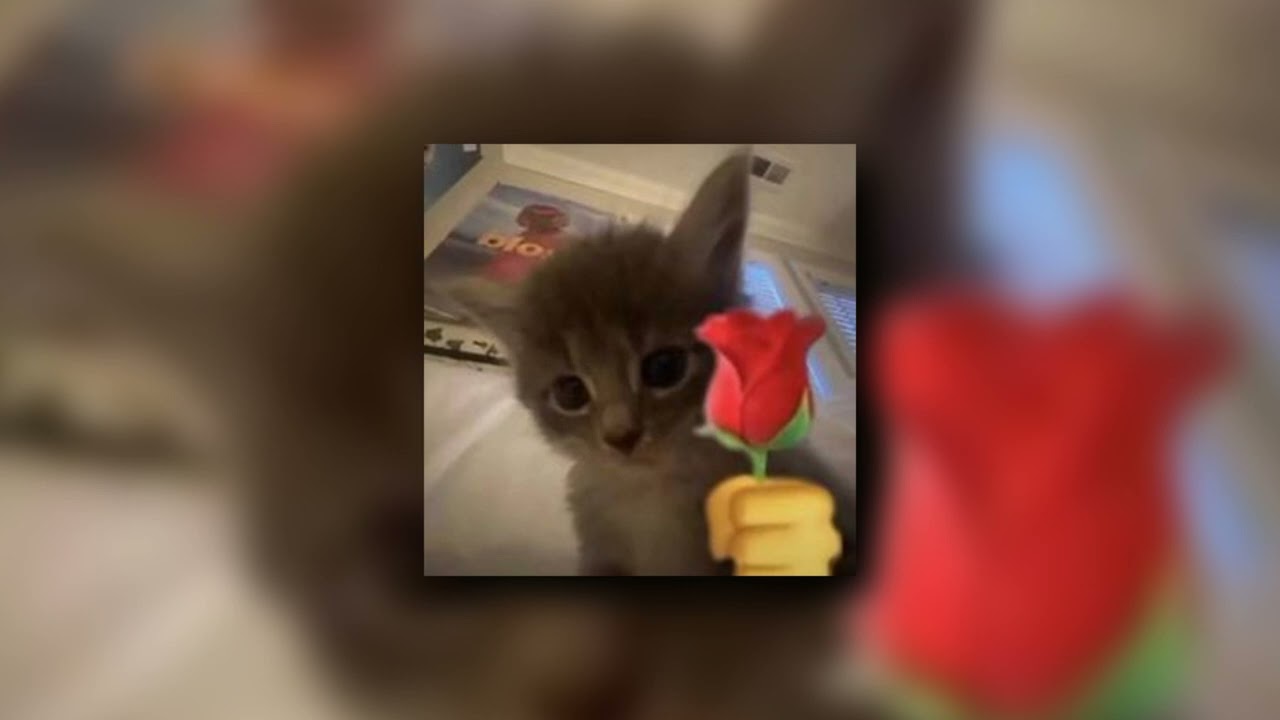 Strawberry Guy - Without You (sped up/nightcore)