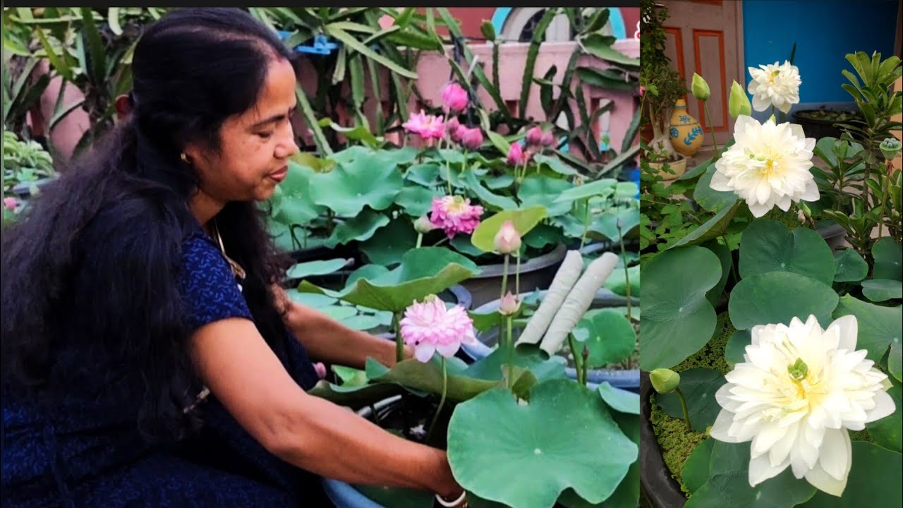 সর্ষের খোল এ পদ্ম চাষ।  Lotus Plant Grow Using Mustard Cake.  100% Organic Soil Mixture For Lotus.