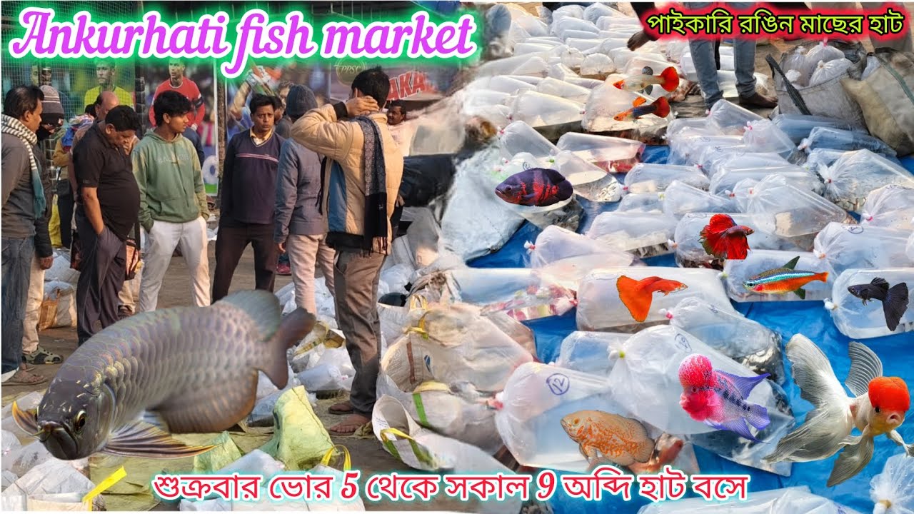 Ankurhati fish market cheapest aquarium fish ka wholesale market recent video 📸 Exotic guppy fish 🐠🐟