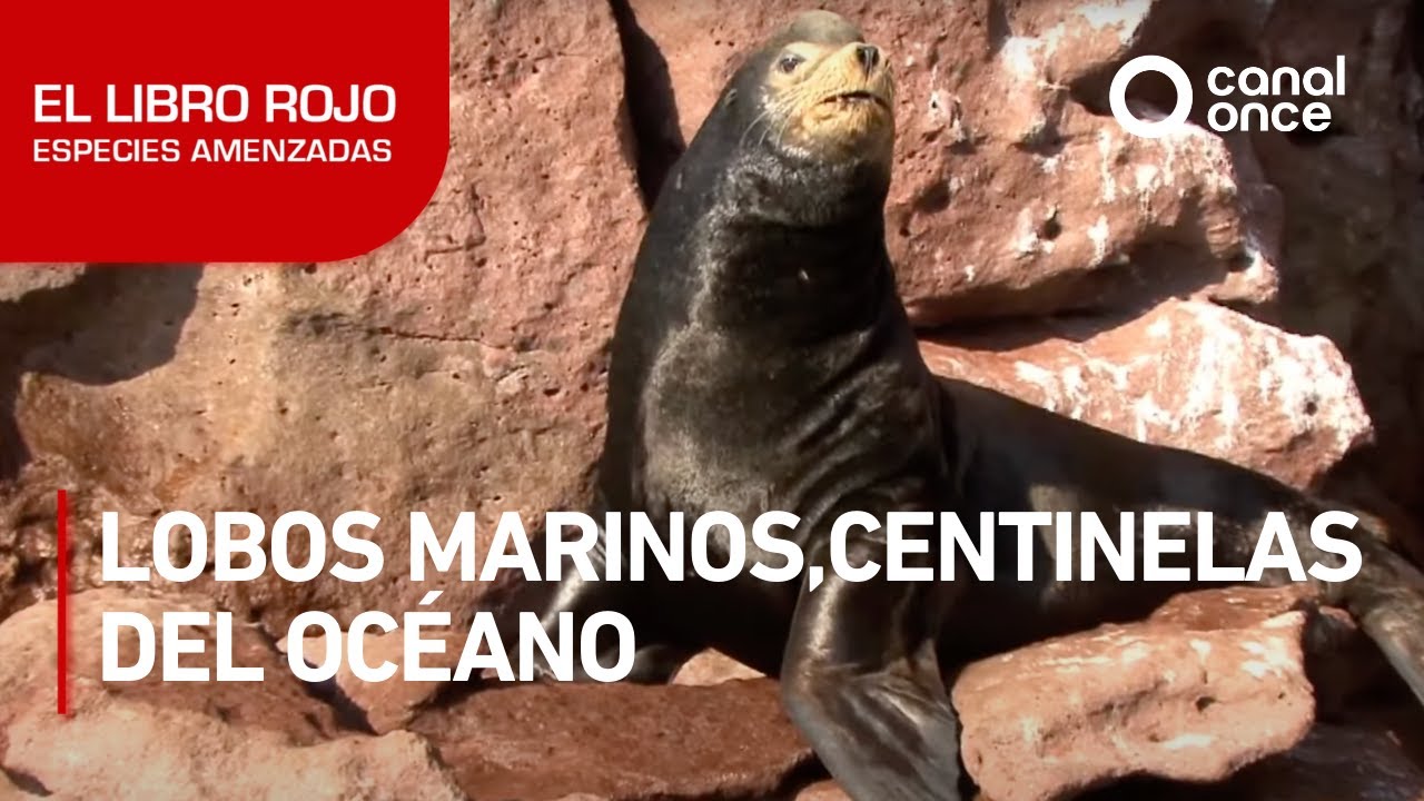 El libro rojo, Especies amenazadas - Lobos marinos, centinelas del oc&eacute;ano