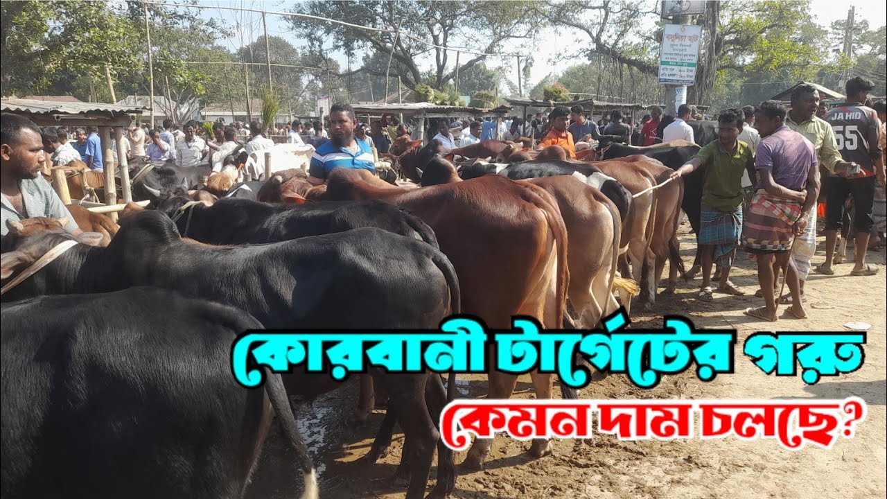 মিডিয়াম কোরবানী টার্গেটের গরু দাম বসুনিয়া হাটে | cow market price