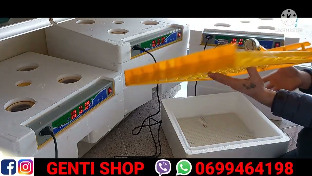 inkubator për zogj