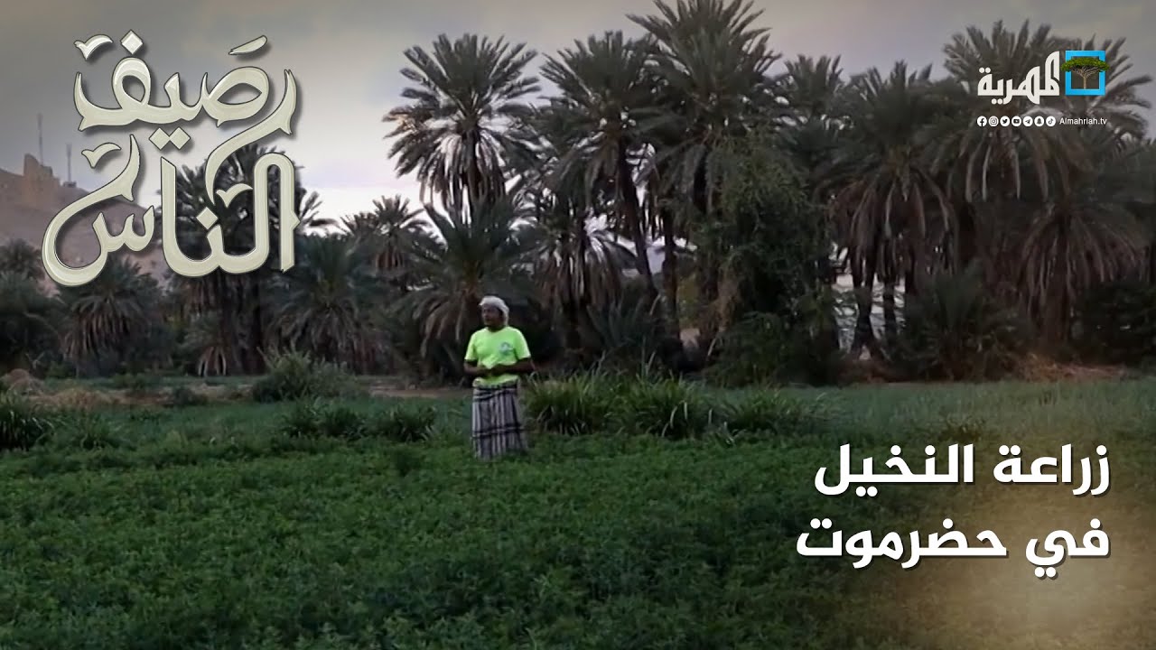 زراعة النخيل في وادي حضرموت.. تحديات وآفات