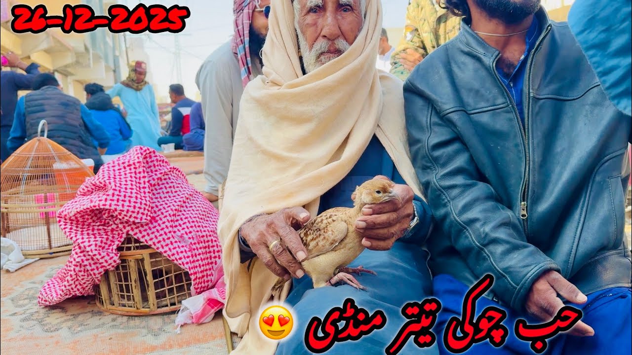 Hubchoki Teetar Mandi 26-12-2025 / حب چوکی تیتر منڈی 