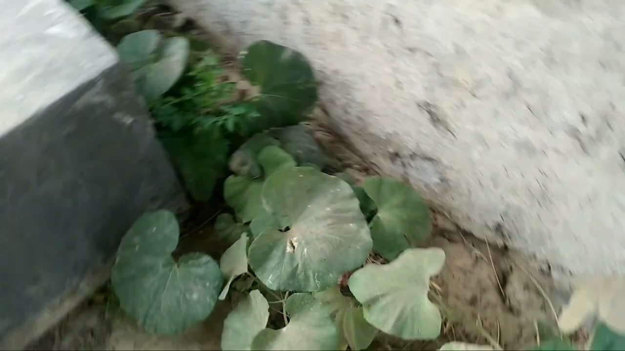 azz kush nahi ke a#520