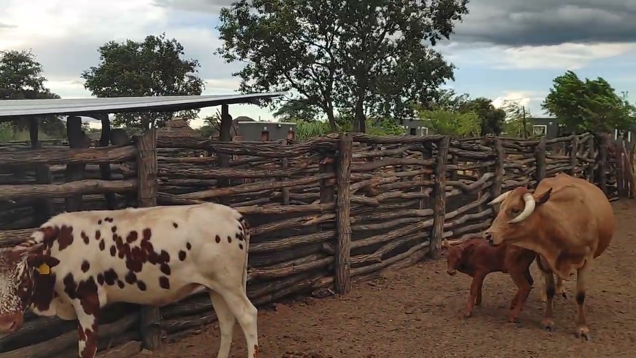 The Matebele goats