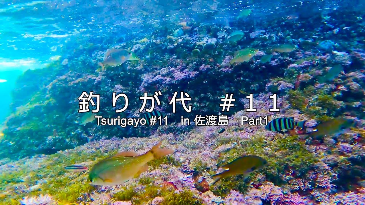 釣りが代＃１１　in 佐渡島　Part１（シュノーケリング編）