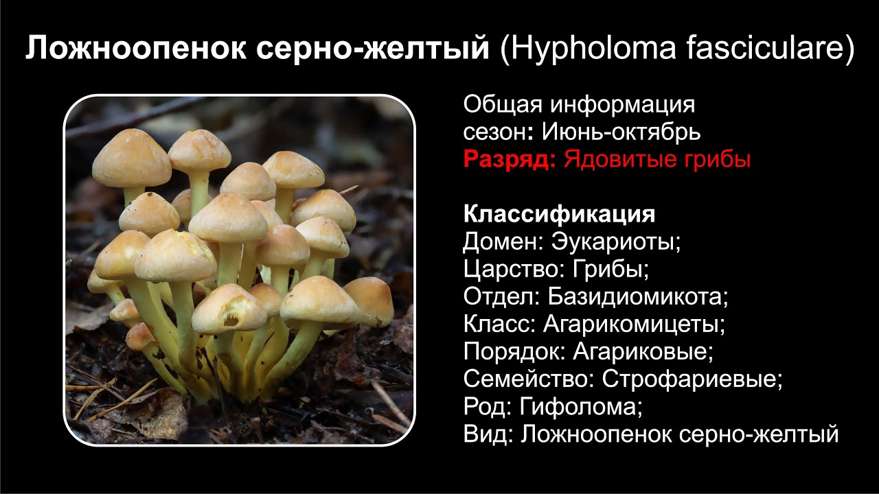 Ложноопенок серно-желтый (Hypholoma fasciculare)