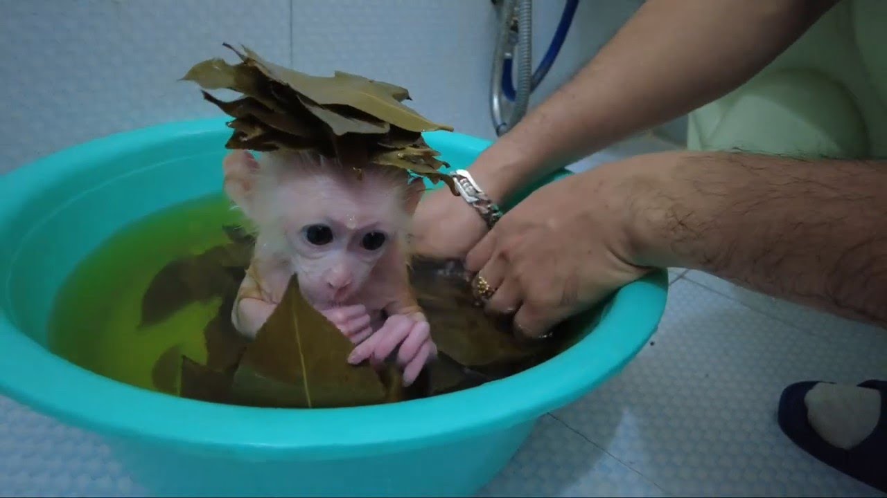 Baby monkey AKA is itchy and was treated by his Dad herbal bath