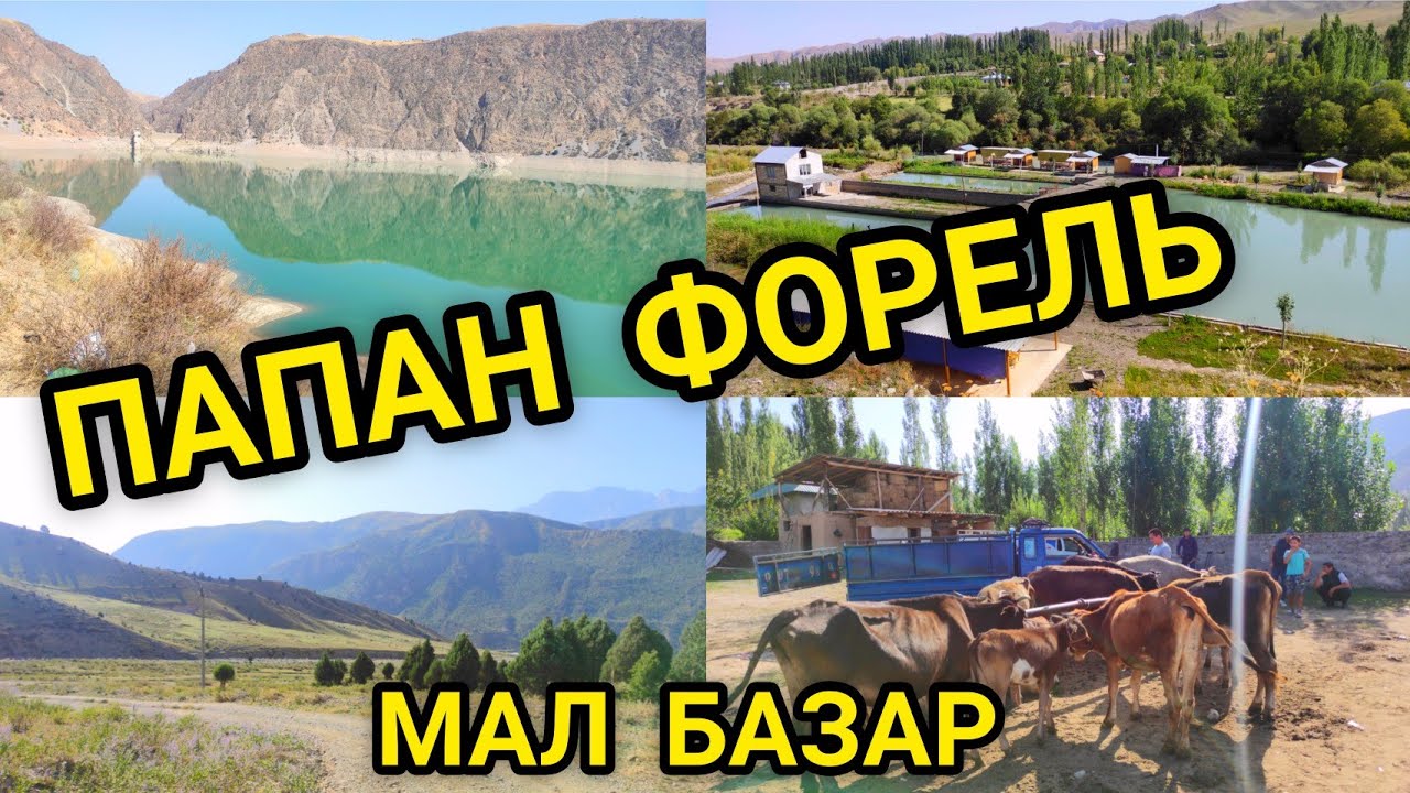ПАПАНГА БАРДЫК / МАЛ БАЗАР / ФОРЕЛЬ ТАРТТЫК.
