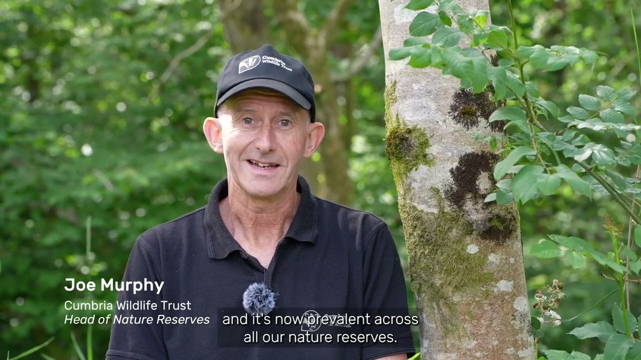 Ash Dieback