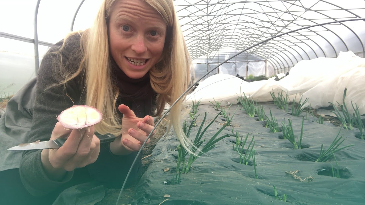 Nesting Shallots! Or, How to Grow Shallots for Seed :)