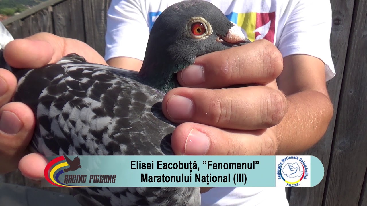Elisei Eacobuță, „fenomenul” maratonului național (III)