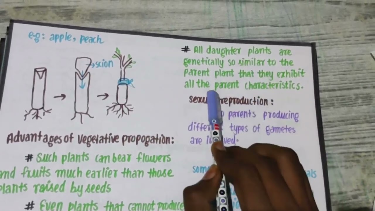 cbse class10 bio #chapter8howdoorganismsreproduce  advantages of vegetative propagation #tamil P7