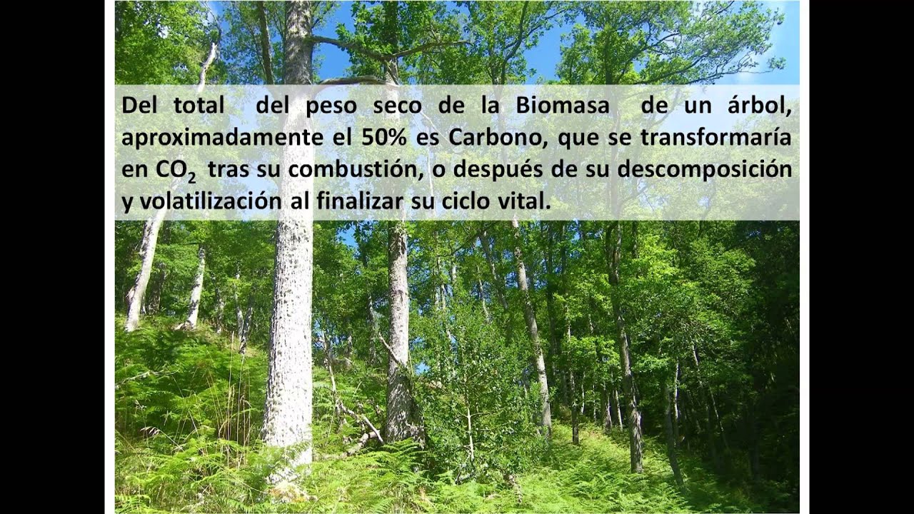 CO2 FIJADO POR LOS ÁRBOLES. PROCEDIMIENTO PARA CUANTIFICARLO