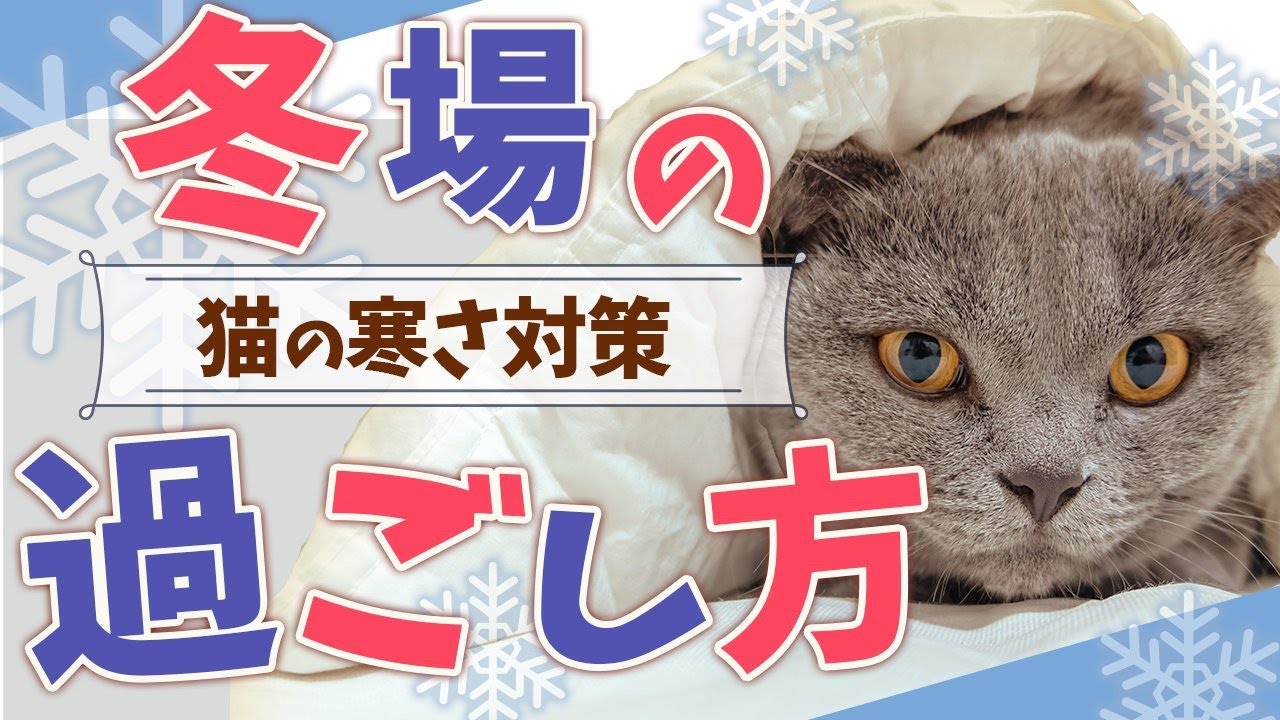 【寒い時期の過ごし方】猫がこの行動をしたら「寒い時のサイン」です。猫ブリーダーが防寒対策の方法とオススメグッズをご紹介します！