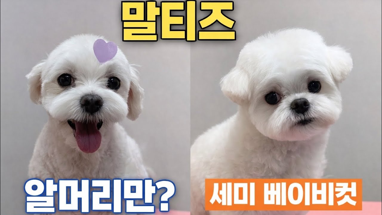 말티즈도 비숑처럼 예쁜 미용이 가능합니다｜세미 베이비컷 설계 Grooming a Maltese 