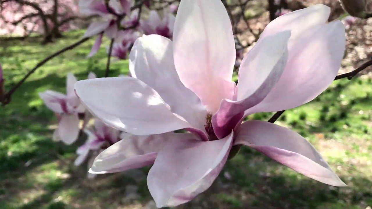 Цветение магнолии - Magnolia Way in NYBG - 13 April 2019
