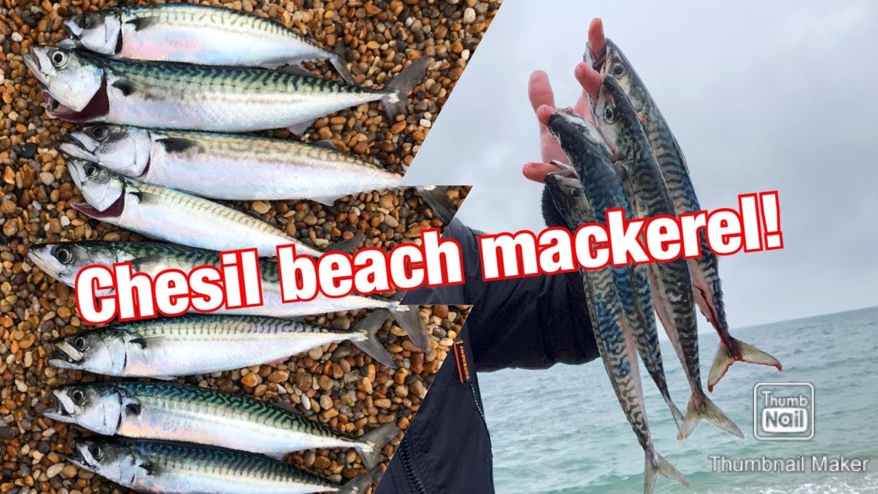 Chesil beach mackerel!June 2020