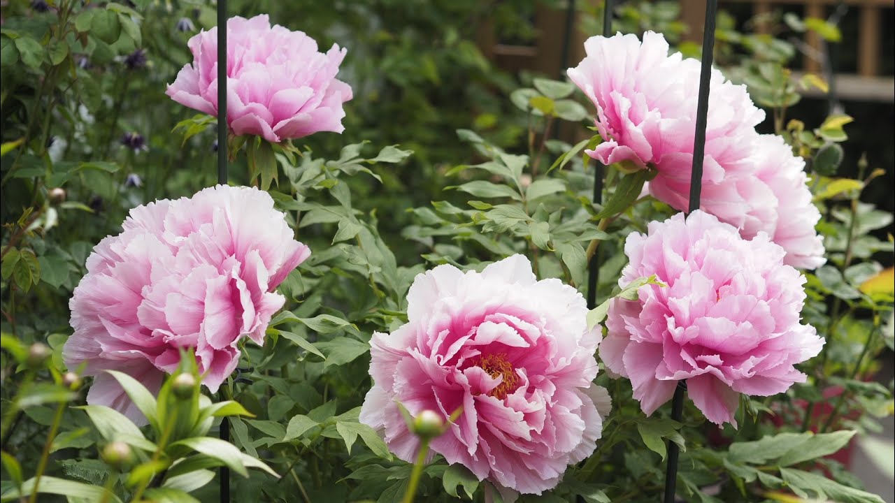 Peony compilation - Season 2022 - Part 1 - Woody (tree) peonies