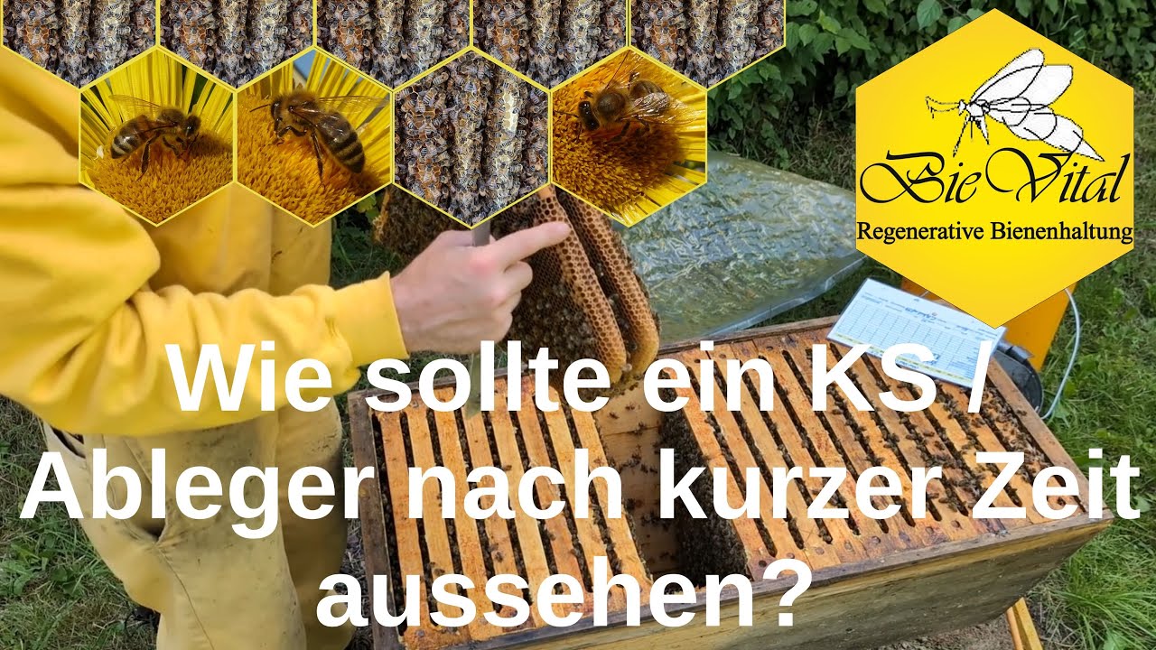 Wie sollte ein KS / Ableger nach kurzer Zeit aussehen?
