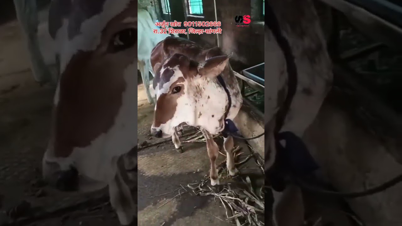 2 खिल्लार गाई व 2 खिल्लार कालवडी विक्रीस #cow #खिल्लार #khillar #गाई #कालवड #calf #farming #dairy