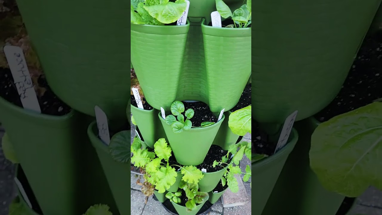 Fall Gardening- Greenstalk Tour #zone9a #beginninggardening #greenstalkgarden #greenstalk