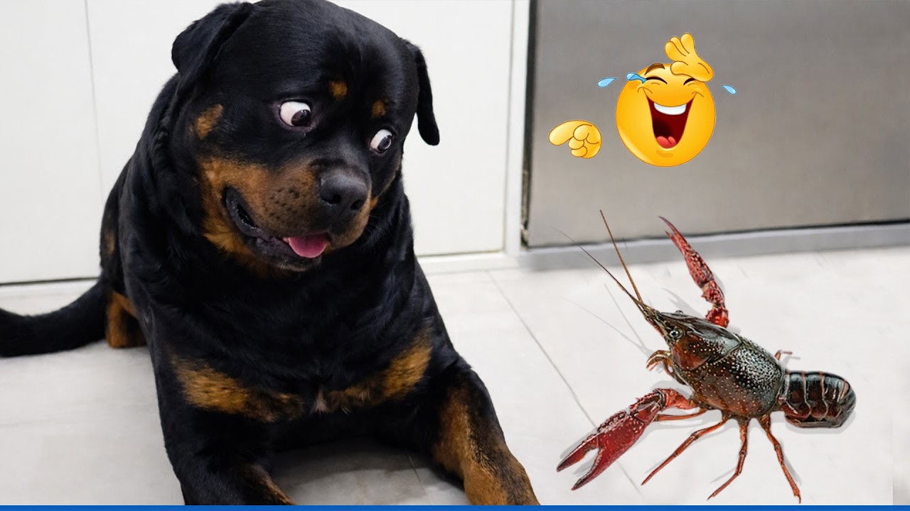 Super Funny Dog Video Clips  😹🐶 The Funniest Cat & Dog Moments Compilation 😁