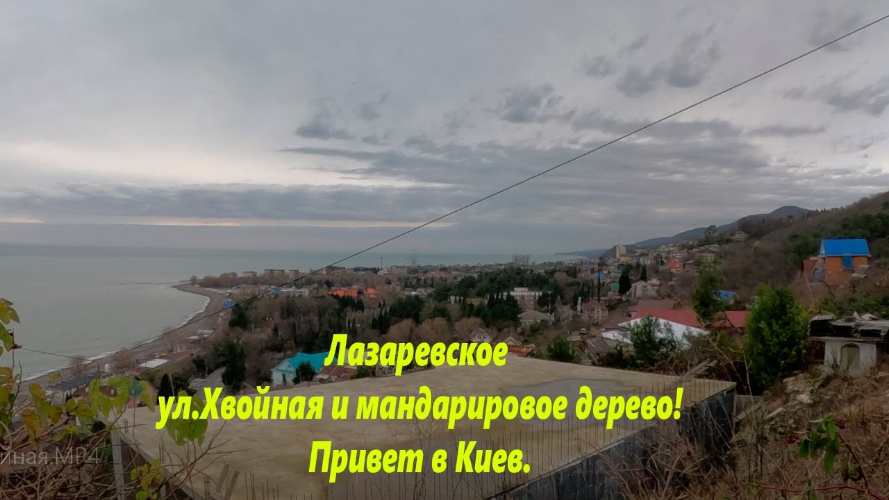 Привет в Киев! ул.Хвойная и мандариновое дерево! 🌴ЛАЗАРЕВСКОЕ СЕГОДНЯ