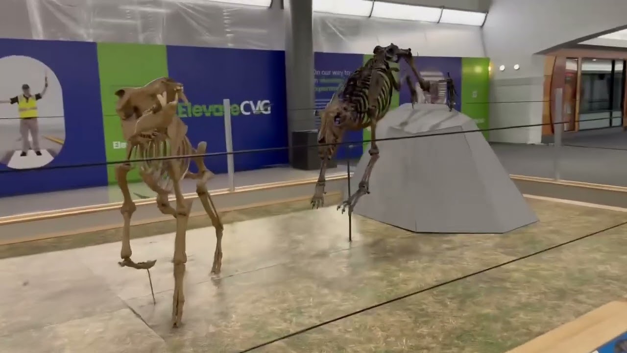 Getting a good look at the Dire Wolf and Flat Headed Peccary skeletons at the CVG Airport