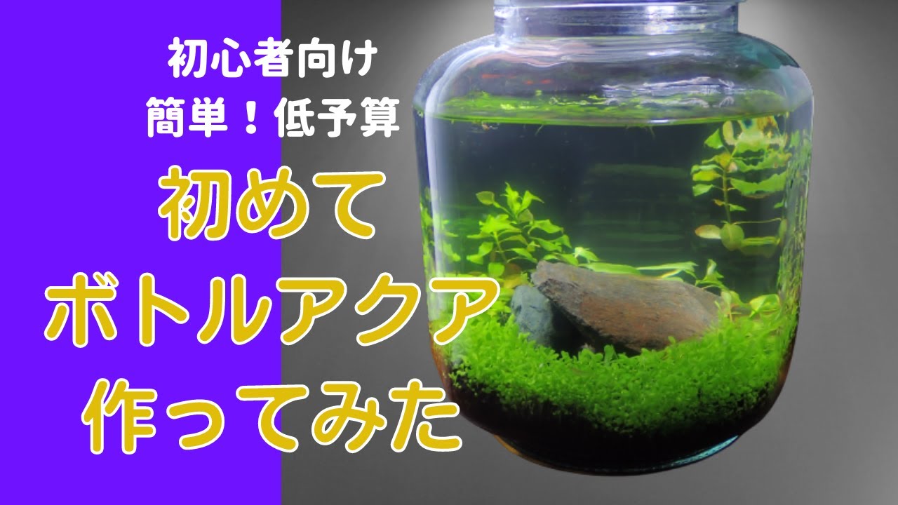 ミナミヌマエビや9月生まれの針子越冬用に、初めてボトルアクアつくりました。しかも、低予算で。