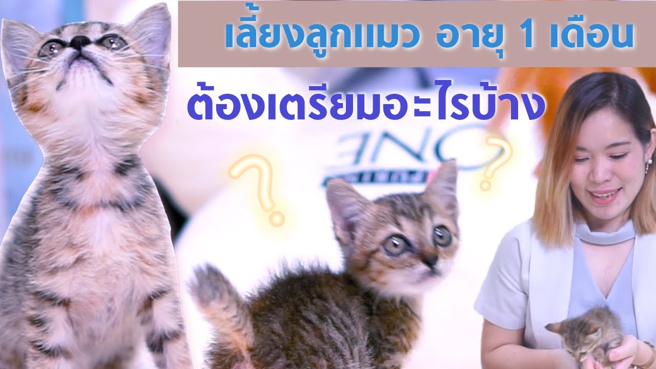 เลี้ยงลูกแมวต้องมีอุปกรณ์อะไรบ้าง???