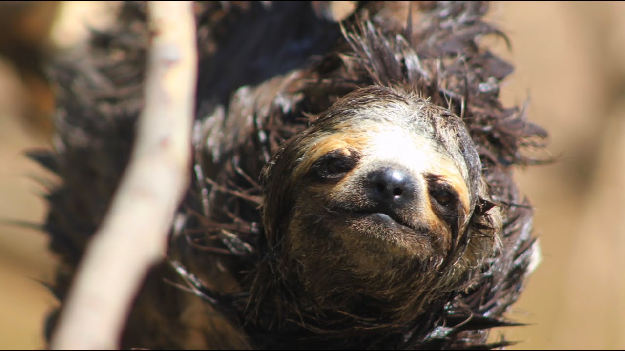 Sloth Rescue in Amazon River, Peru
