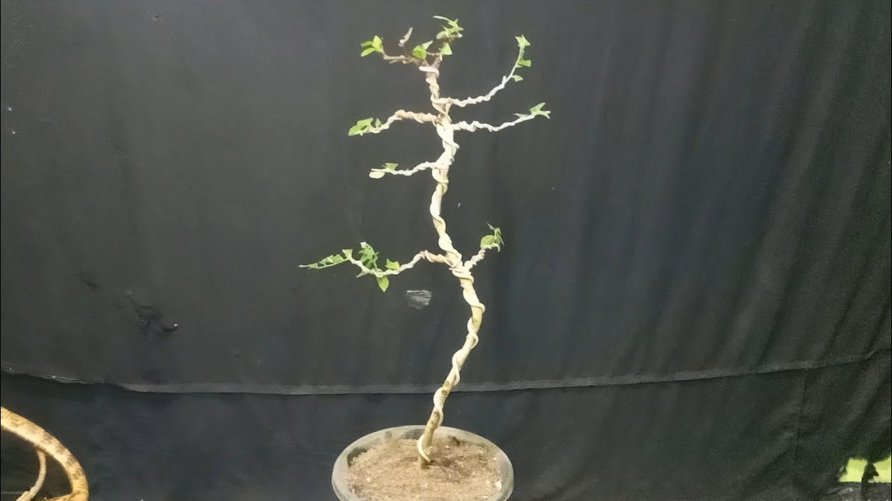 Belajar Membuat Bonsai Serut Batang Lurus/Bunjin style 🔥