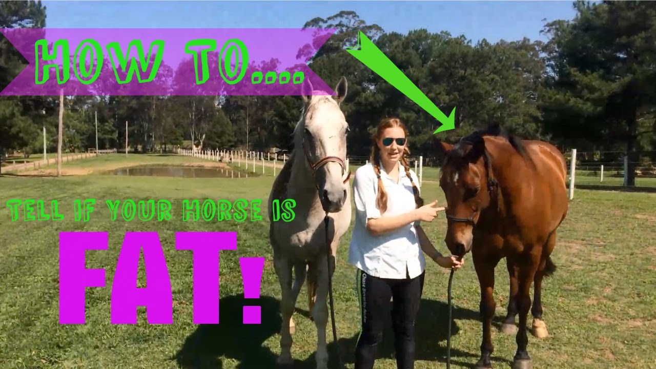 How to Tell if Your Horse is Fat