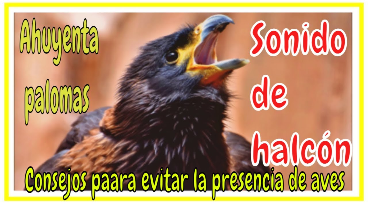 Halc&oacute;n sonido real ahuyenta paloma / falcon sound singing