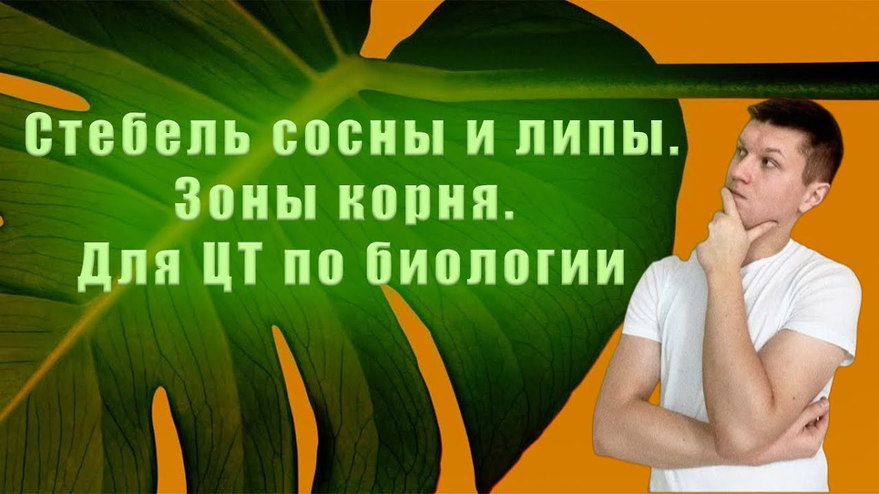 Стебель сосны и липы. Зоны корня. Для ЦТ по биологии