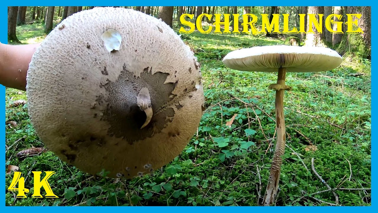 🍄 Schirmlingspilze im Grünstreifen 🍄 Parasolpilz und andere Riesenschirmlinge 🍄🍄 Pilze sammeln