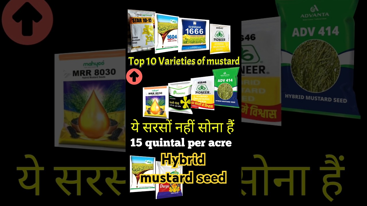 Sarson ki top variety | Top variety of mustard seed. #mustardseeds