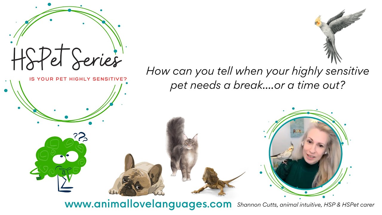Does your highly sensitive pet dog cat parrot horse need a time out?