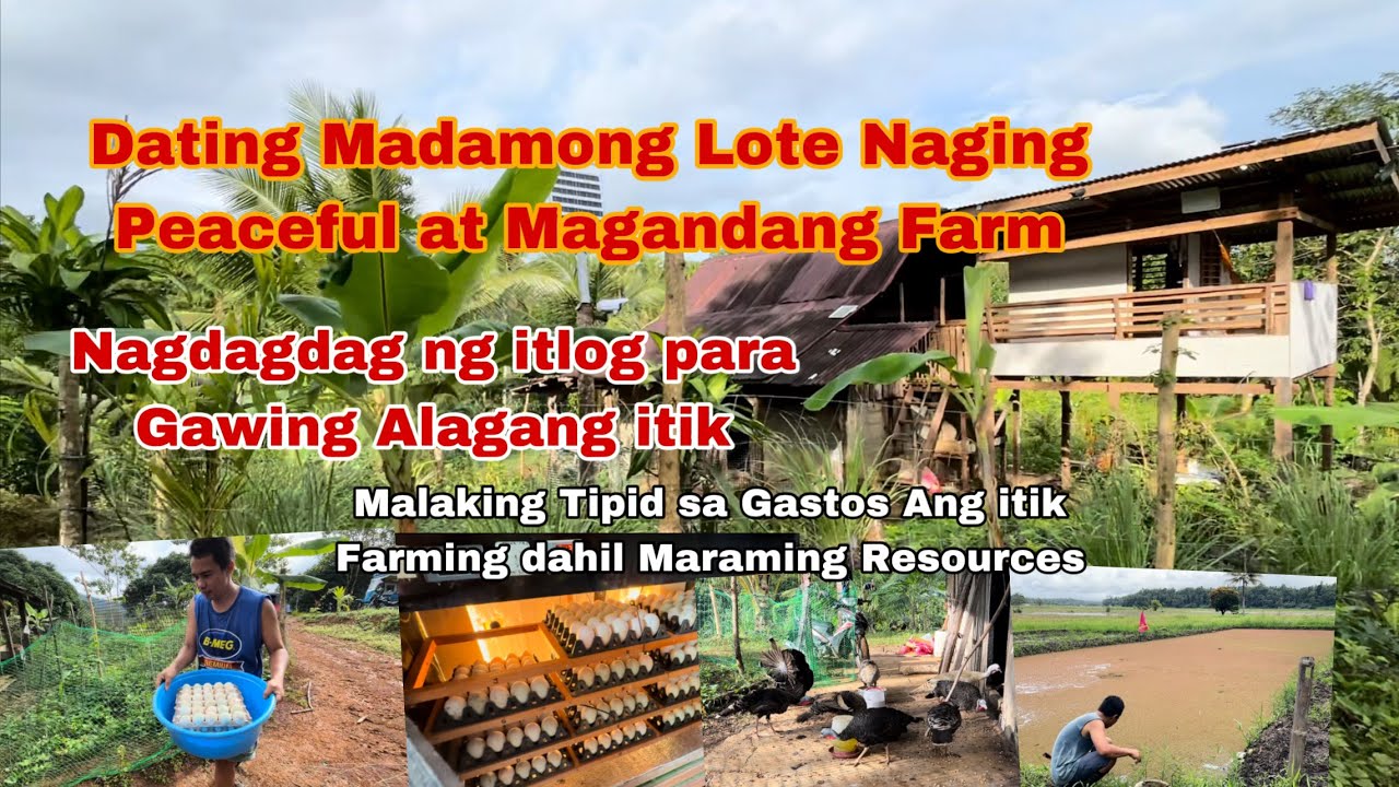 How to Make Beautiful Farm mula sa Dating Madamo Lang na Lote | Mag alaga kami ng itik mula sa itlog