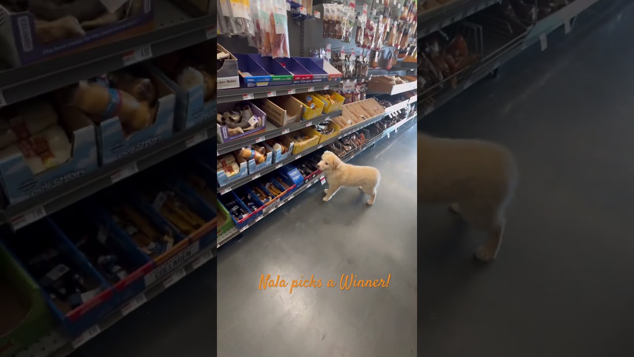 Nala picks a winner at Pet smart 