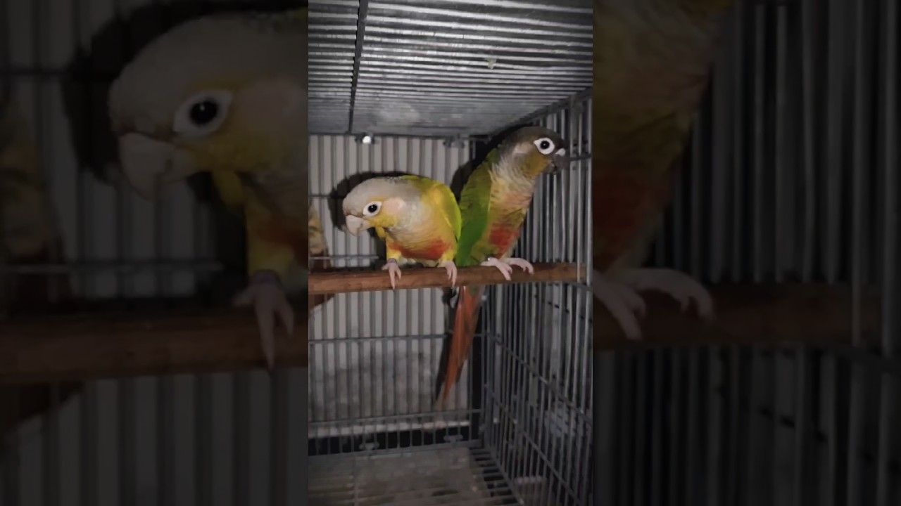 Conure Breeding Setup | Conure Breeding | Pineapple conure