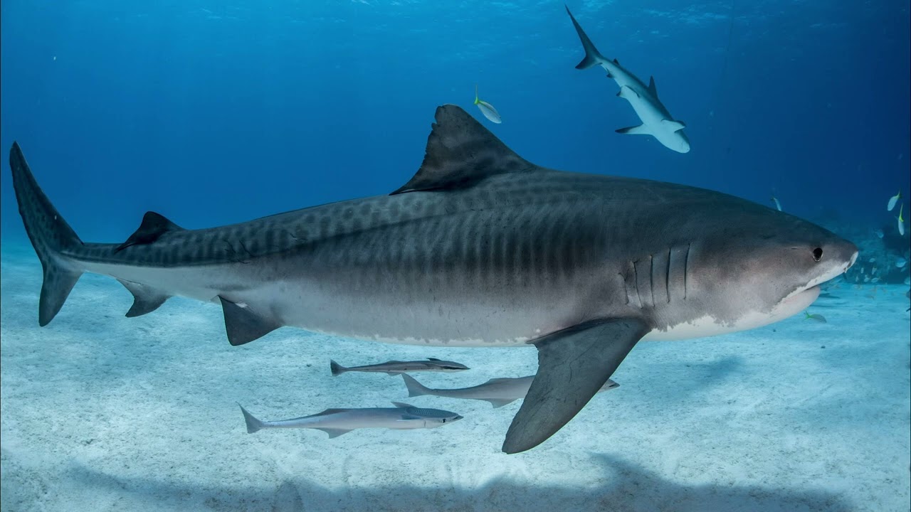 Tiger Shark Sound Effect