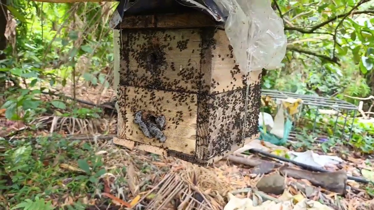 Apiscerana and stinglessbees conies  walang tigil  sa pagbabadami.