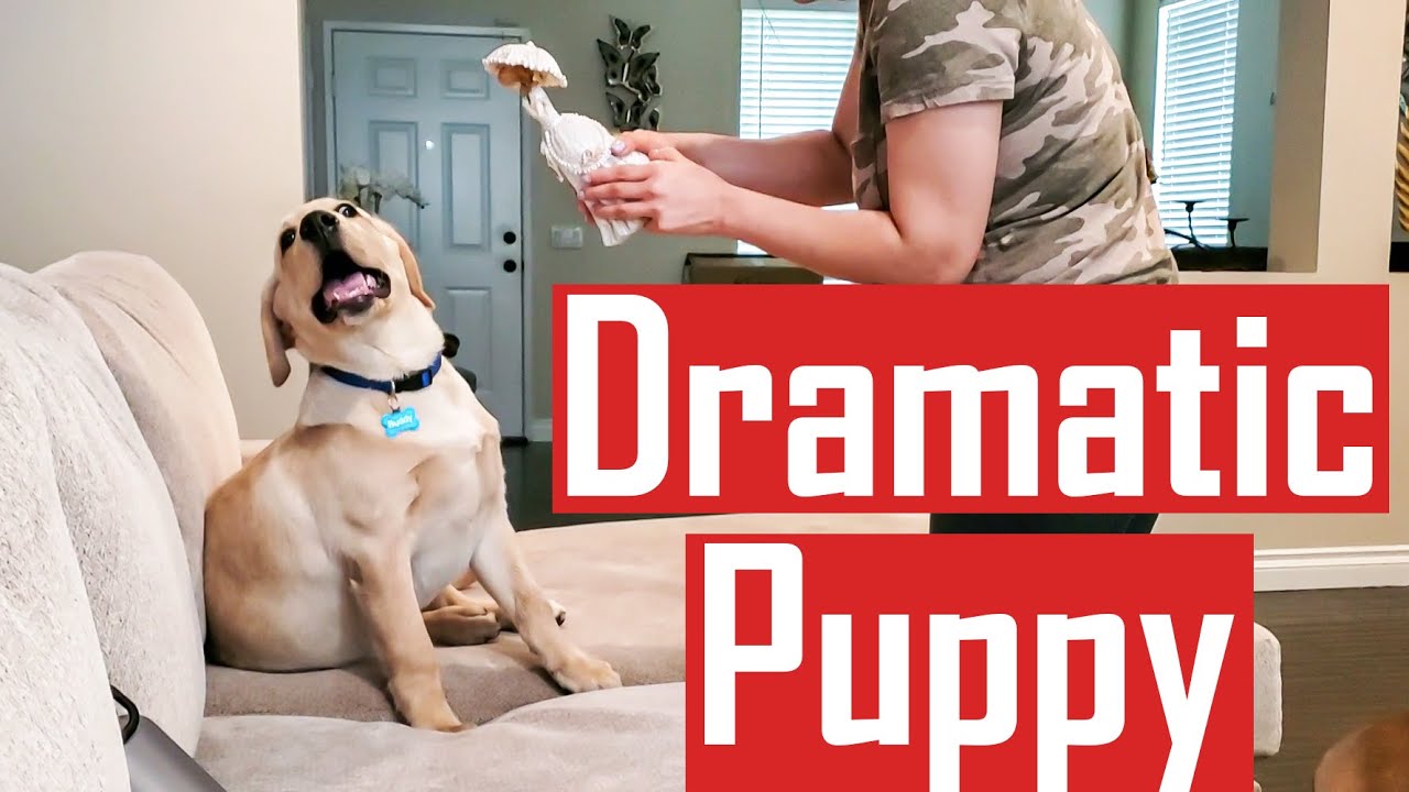 Our Over-Dramatic Labrador Puppy Loves to Play with us All the Time (Really Funny)